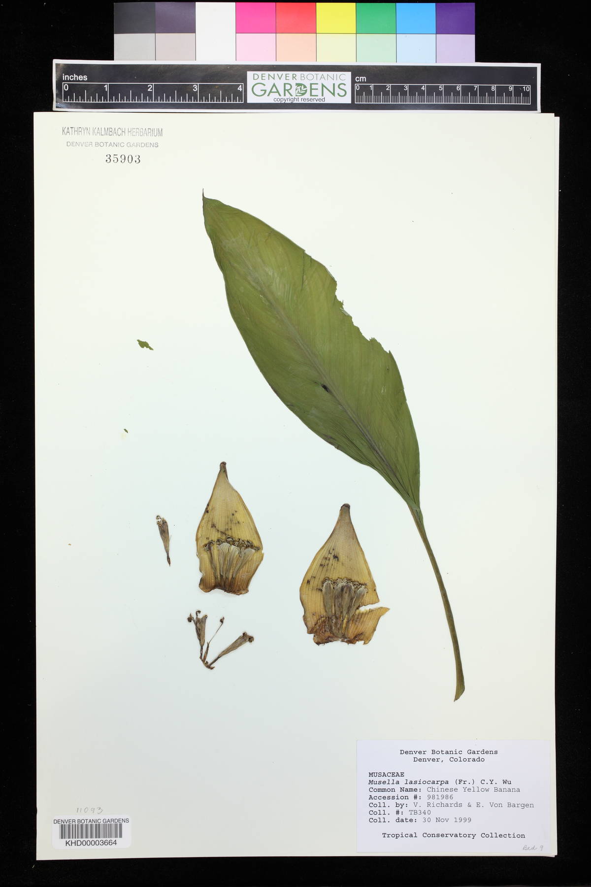 Ensete image