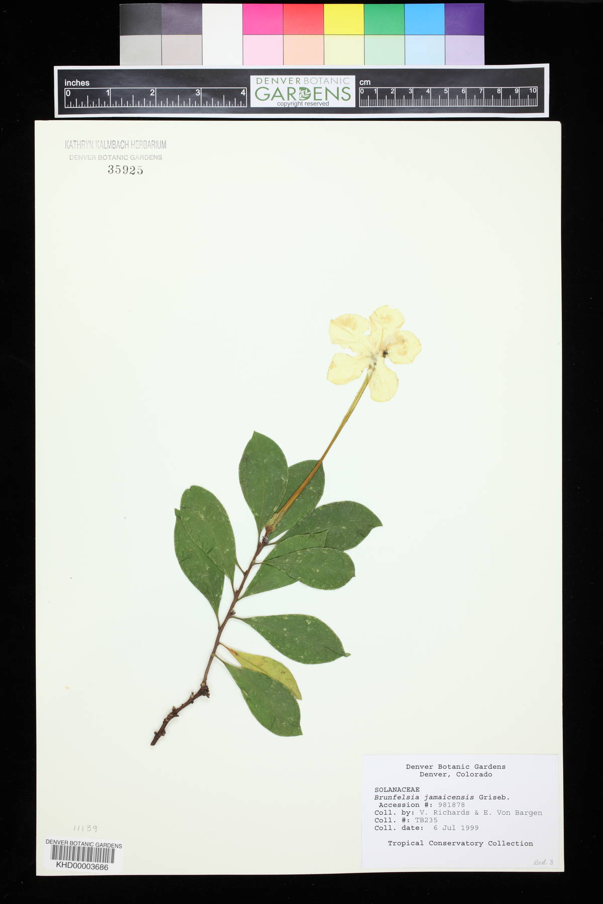 Brunfelsia jamaicensis image