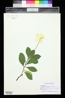 Image of Brunfelsia jamaicensis
