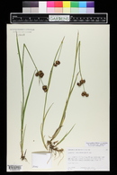 Juncus ensifolius var. montanus image