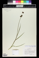 Juncus ensifolius var. montanus image