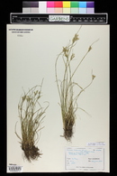 Juncus interior image