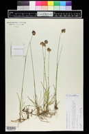 Juncus longistylis image