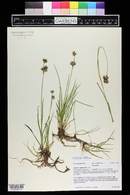 Juncus longistylis image