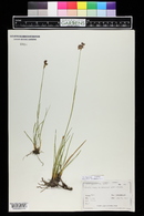 Juncus longistylis image