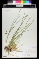 Juncus ensifolius var. montanus image