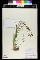 Juncus tracyi image