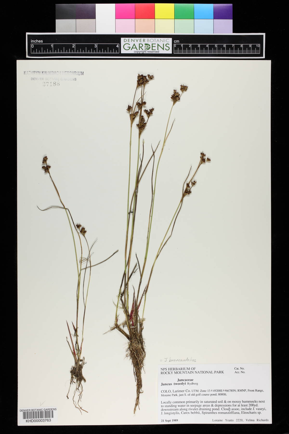 Juncus tweedyi image
