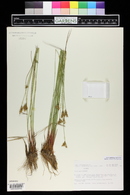 Juncus vaseyi image