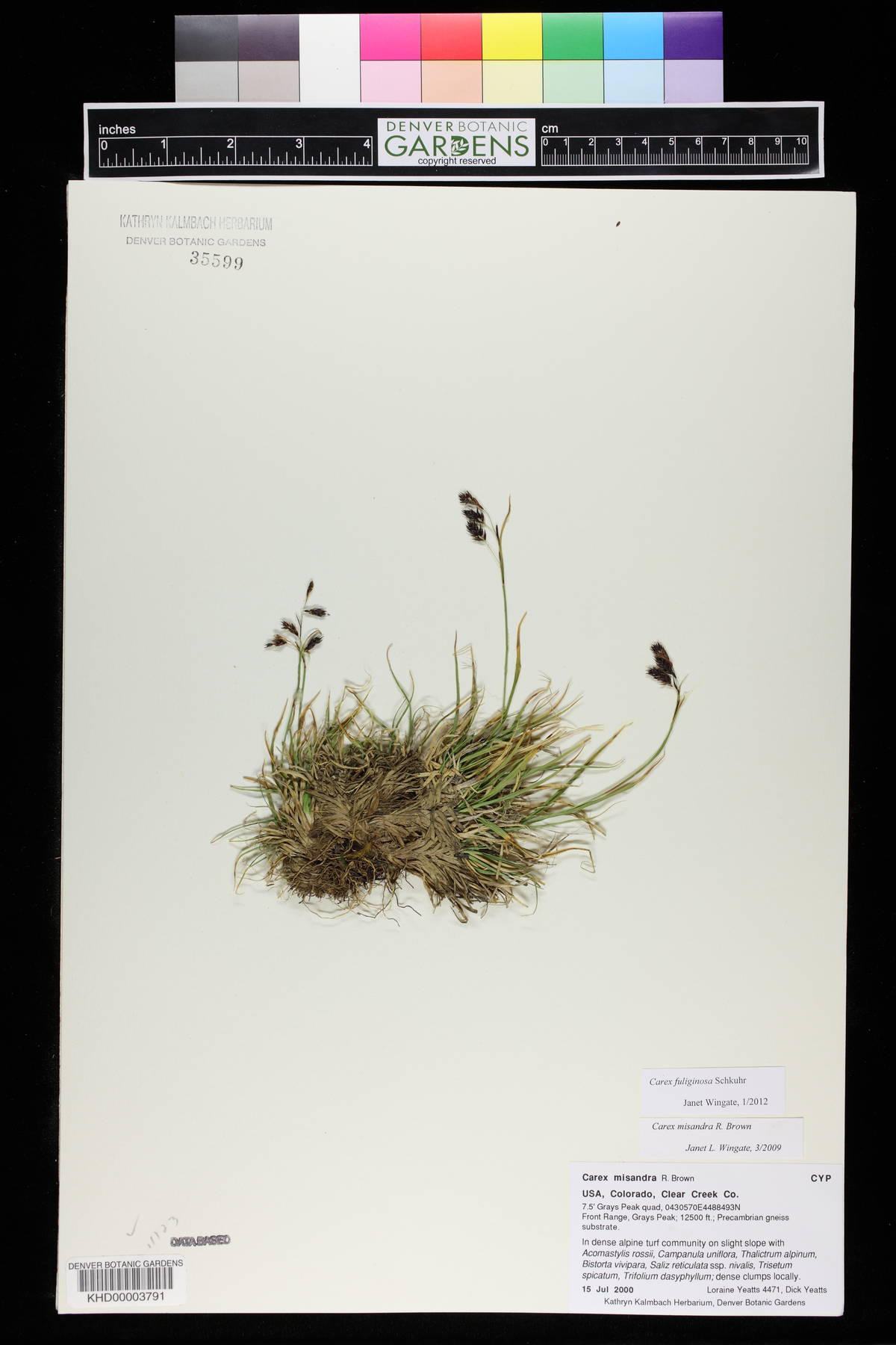 Carex misandra image