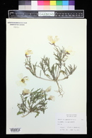 Oenothera albicaulis image