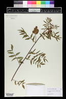 Glycyrrhiza lepidota image