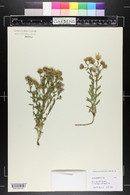 Symphyotrichum fendleri image