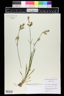 Silene drummondii image