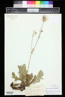 Geum triflorum var. ciliatum image