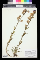 Penstemon strictus image