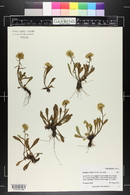 Solidago simplex image