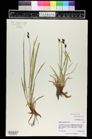 Carex scopulorum image