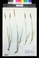 Calamagrostis purpurascens image