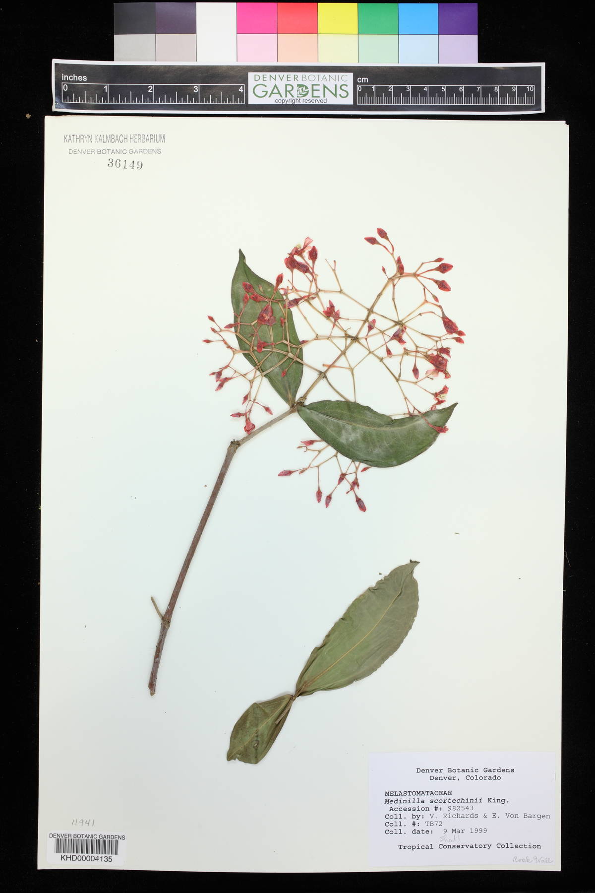Medinilla scortechinii image
