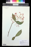 Medinilla scortechinii image