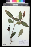 Medinilla scortechinii image