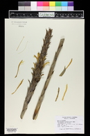 Pitcairnia sceptrigera image