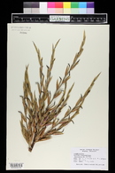 Aechmea blanchetiana image