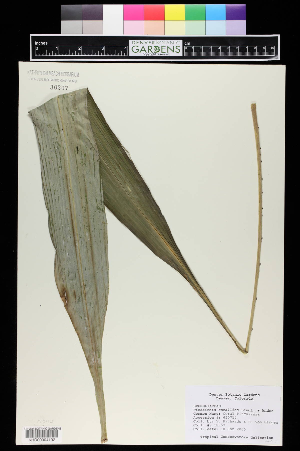 Pitcairnia corallina image