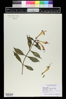 Aeschynanthus radicans image