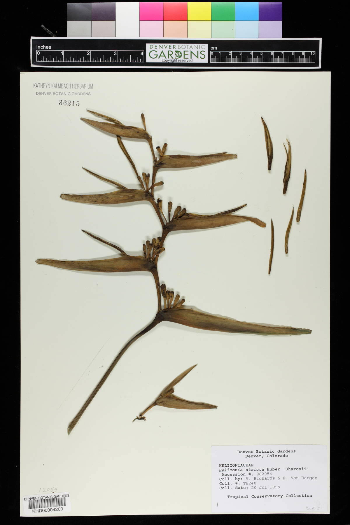 Heliconia stricta image