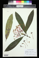 Ixora hookeri image