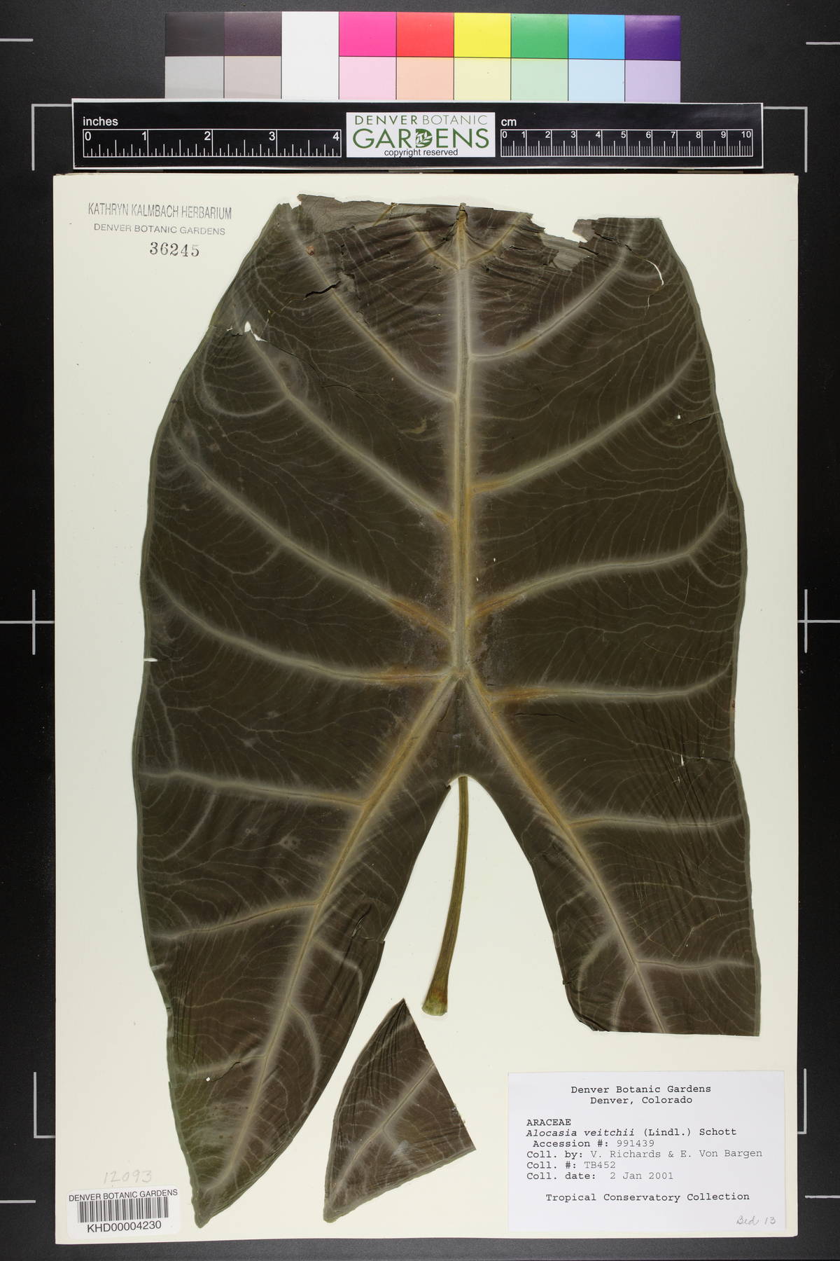 Alocasia longiloba image