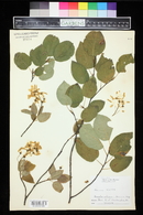 Amelanchier laevis image