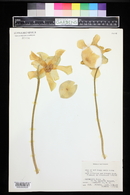 Sarracenia flava image