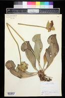 Sarracenia purpurea image