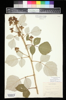 Rubus phoenicolasius image