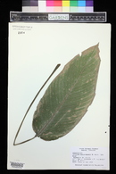 Calathea burle-marxii image