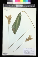 Image of Calathea loeseneri