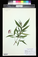 Rondeletia leucophylla image
