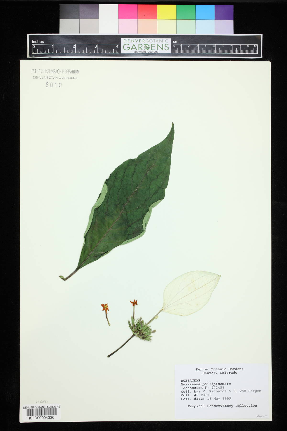 Mussaenda philippinensis image