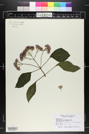 Eupatorium sordidum image