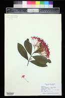 Ixora coccinea image