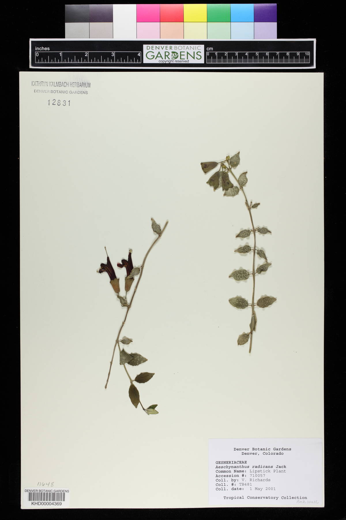 Aeschynanthus radicans image