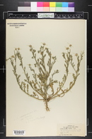 Aphanostephus ramosissimus var. humilis image