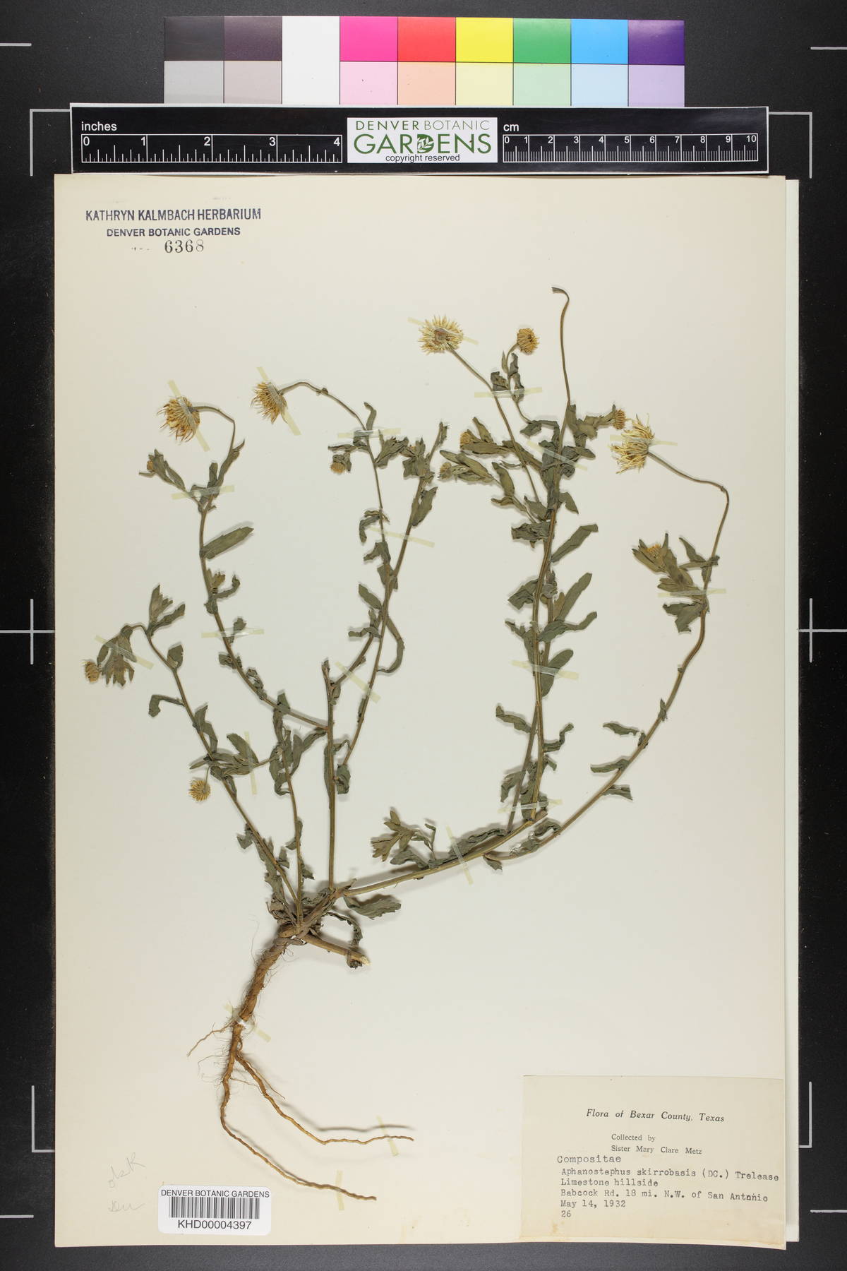 Aphanostephus skirrobasis image