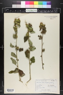 Arctium minus image