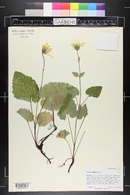 Arnica cordifolia image