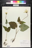 Arnica cordifolia image