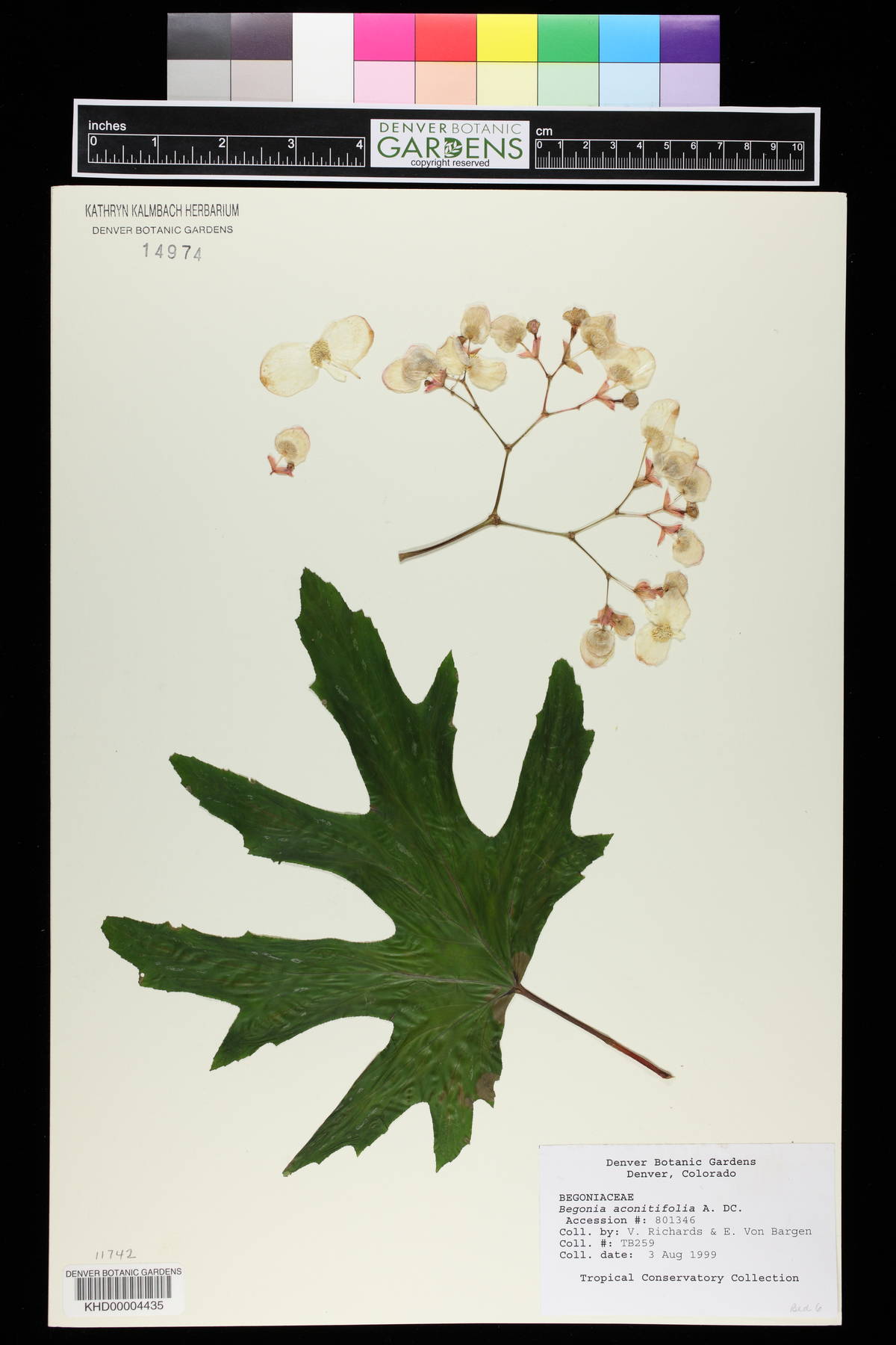 Begonia aconitifolia image